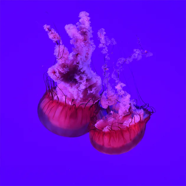 米兰体育taihao